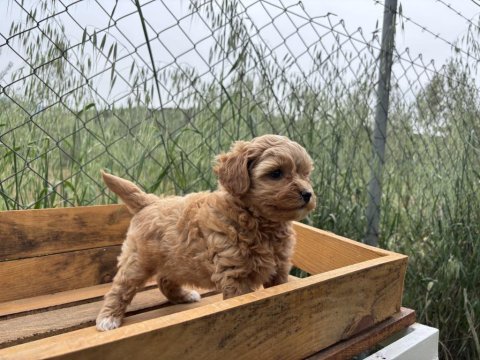 Maltipoo korea kan 0 boy bebeklerimiz