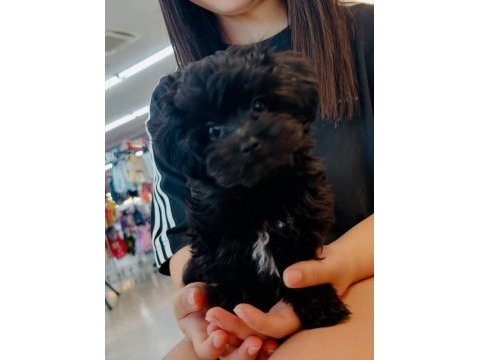 Uyguna black maltipoo yavru