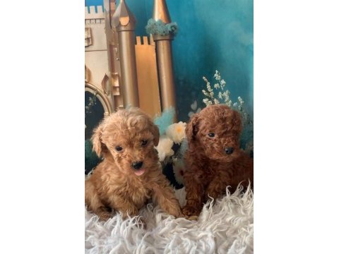 Irk garantili toy poodle yavru köpekler