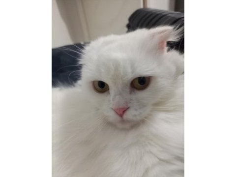 Acil ücretsiz scottish fold sahiplendirme