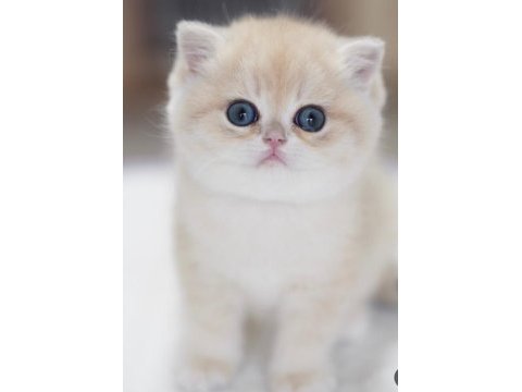 Özel rengi ile ay golden british shorthair