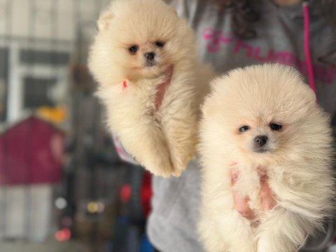 Pomeranian boo köpekler ayı surat