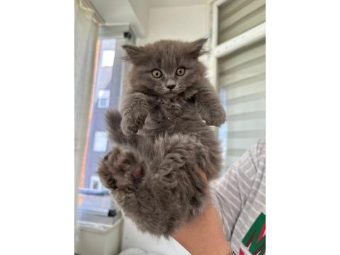 Bal gibi tatlı yavru british longhair kediler
