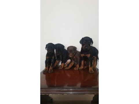 Saf kan scr doberman yavruları