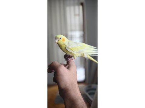 30-40 günlük bebek lutino kırmızı göz sultan papağanı