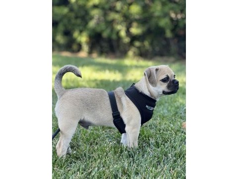 Aşıları tam 7 aylık pug yavrusu