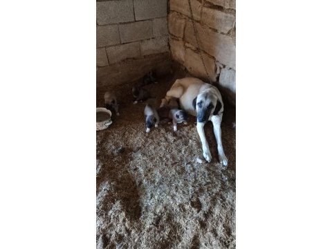 Sivasdan has kangal yavruları