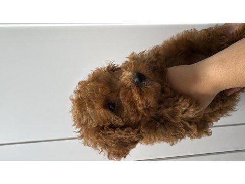 Orjinal red brown toy poodle yavrumuz mevcuttur