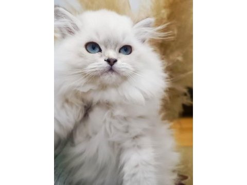 A kalite british longhair dişi yavrum