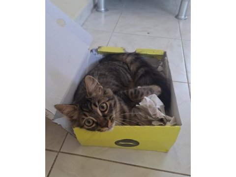 Ücretsiz sahiplendirme tekir kedimiz