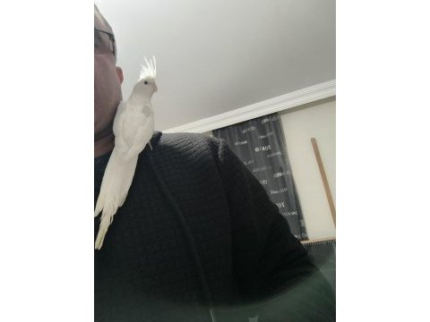 Heavy sultan papağanı bebekler