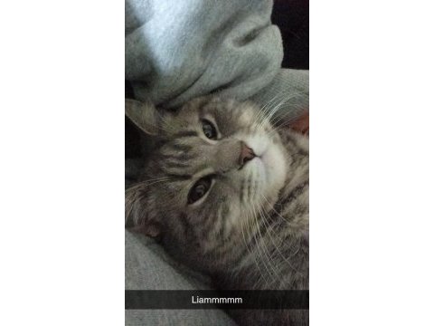 Kedimiz lia hanımı çiftleşeceği eş arıyoruz