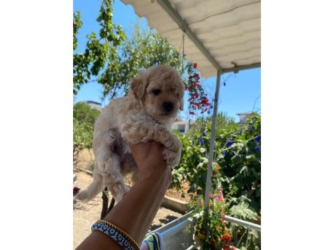 Çok tatlı maltipoo yavrularımız