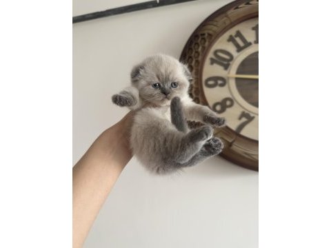 Dünyalar şekeri scottish fold