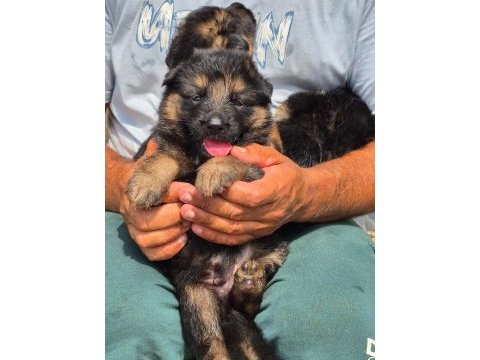 A kalite düşük bel alman kurdu yavruları