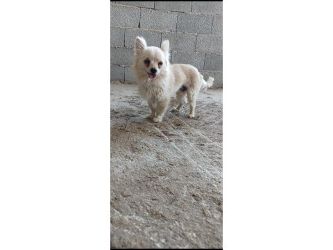1.5 yaşında chihuahua acil uygundur
