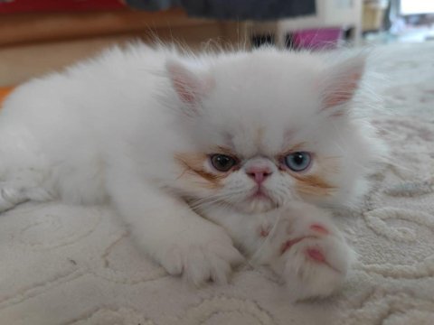 4 aylık erkek egzotic shorthair
