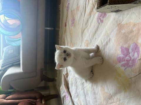 Erkek beyaz kedimiz