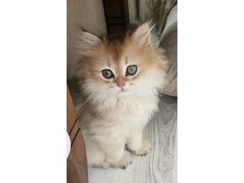 Safkan anne ve babadan british longhair