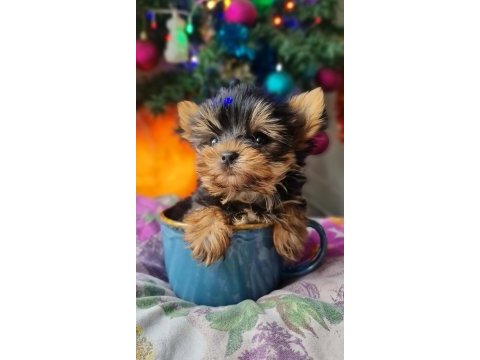 Şecereli teacup yorkshire terrier yavrular