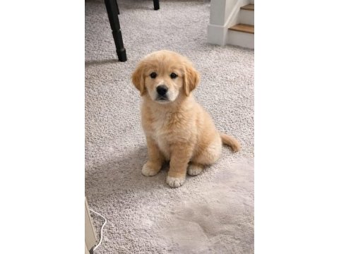 Bebek yüz golden retriever yavrular 2 aylık