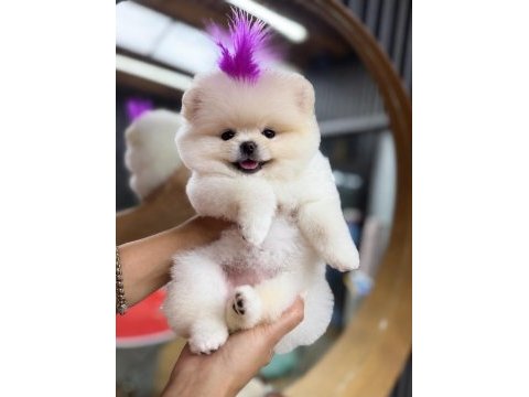Orjinal pomeranian boo ayı surat 