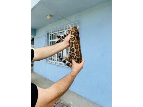 Saf kan bengal
