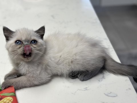 Safkan mavi bakışlı bir rüya 2 aylık british blue point