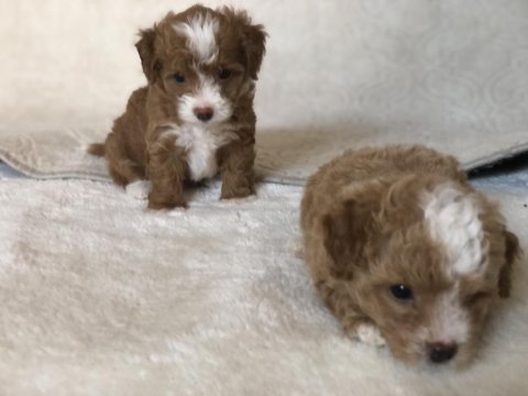 Maltipoo orjinal
