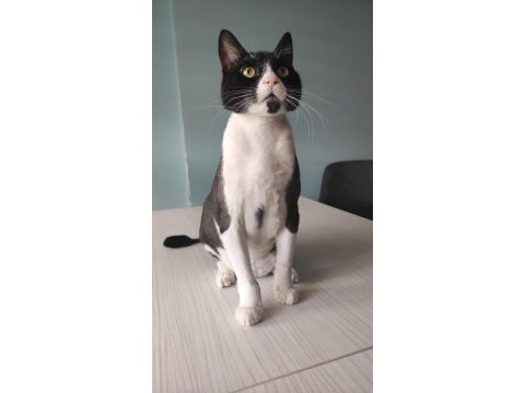 Ofis kedilerimizi sahiplendiriyoruz