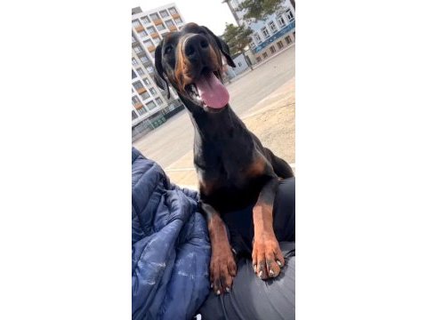 Kral doberman
