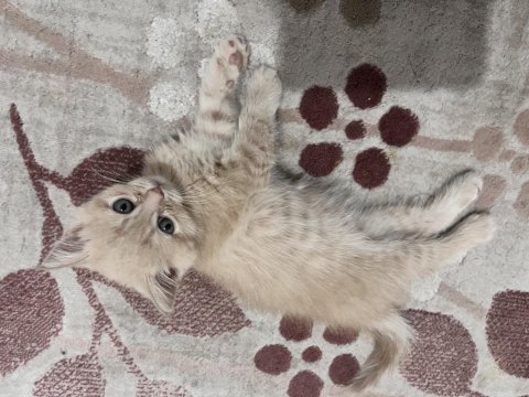 Exotic shorthair 2 aylık