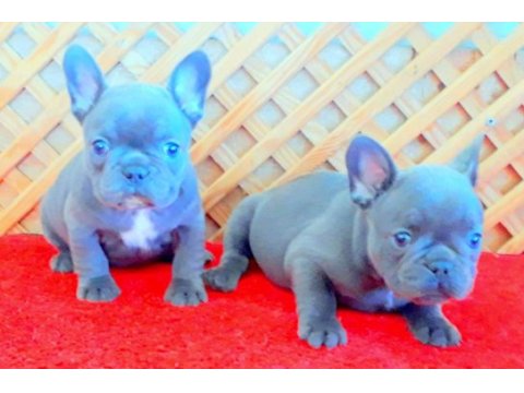 Blue quad french bulldog yavrular izmir