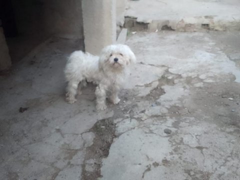 Terrier cinsi dişi köpeğimiz