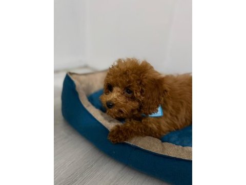 Erkek toy poodle