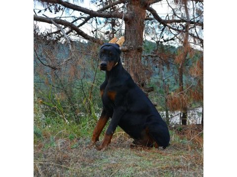 A class fcı kıf şecereli doberman son yavru