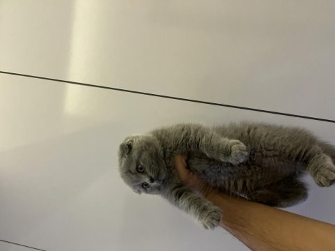 Scottish fold kedisi