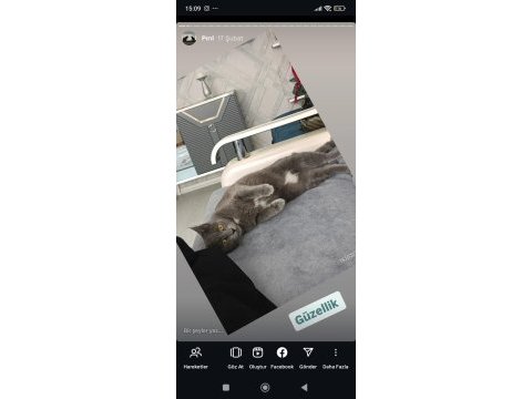 Russian blue 1.5 yaşında dişi