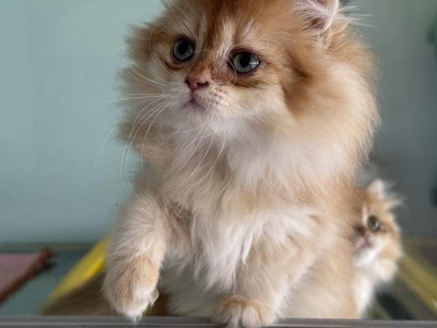 Show kalite golden longhair british yavrularımız