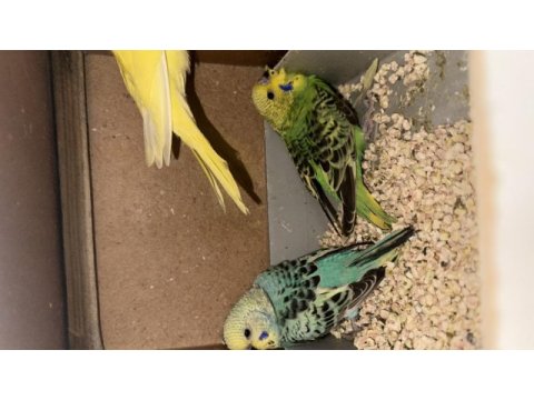 Yeni yeme düşmüş renk renk muhabbet kuşu yavrular