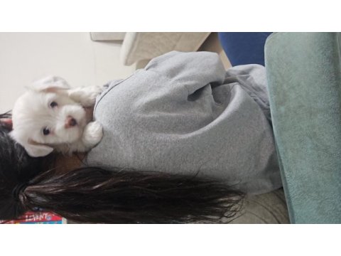 Maltese minikler