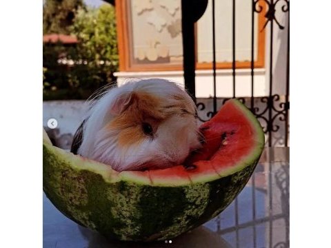 Erkek guinea pigimi çiftleştirmek istiyorum :)