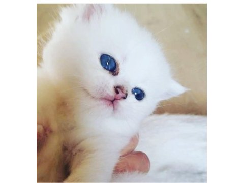 Ev ortamın da büyütülmüş british shorthair pofidikler
