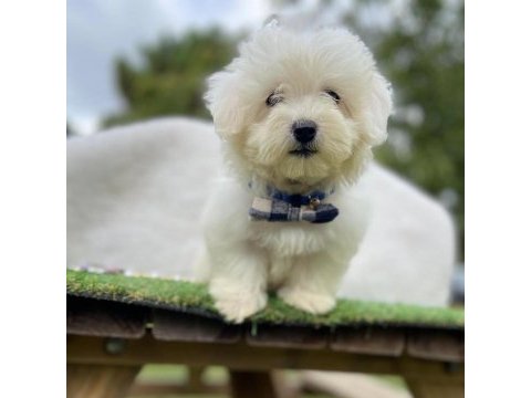 Safkan maltese terrier