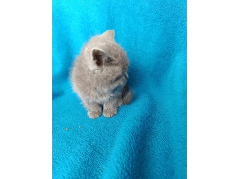 British shorthair bal gözlü yavrular