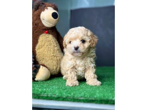 Bu güzel maltipoo bebekler sizin olabilir