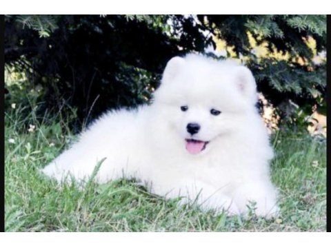Samoyed saf ırk