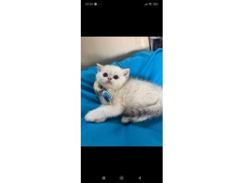 British shorthair silver erkek yavrumuza yuva uyguna