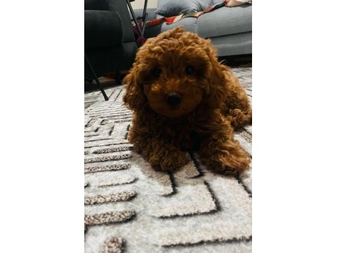 Red brown sağlıklı toy poodle yavrumuz