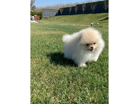 Pomeranian boo bebekleri 